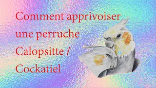 Comment apprivoiser une perruche calopsitte / cockatiel