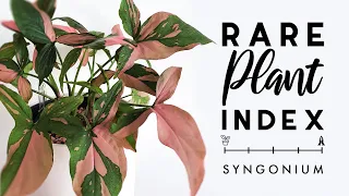 Rare Plant Index #10 | Syngonium | Uncommon to Extremely Rare Plants!
