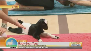 Baby Goat Yoga Pt 2