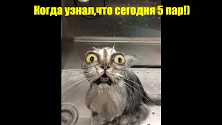 Тест на психику попробуй не засмеяться челлендж!Лучшие приколы Ноябрь 2020!Лучшие приколы 2020! #5