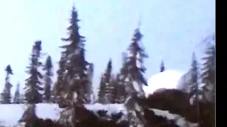 Sasquatch (Bigfoot) ripping trees out of the ground or tree cutting machine? (Enhanced)