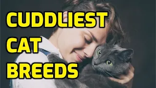 10 Most Cuddly And Affectionate Lap Cat Breeds