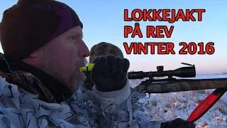 Trailer1 til Lokkejakt på rev vinter 2016 av Kristoffer Clausen