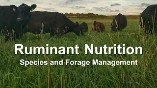 Ruminant Nutrition: Species and Forage Management