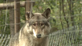 Wolves in Colorado: Voters could decide on reintroduction in 2020