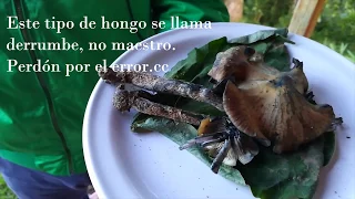 San José del Pacífico, Hongos alucinógenos parte 2