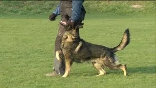 Urri z Kurimskeho haje - IPO Obedience Training - December 2013