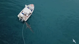 SHARK ATTACKS CRAB BOAT     Great White shark (apologies for fowl language)