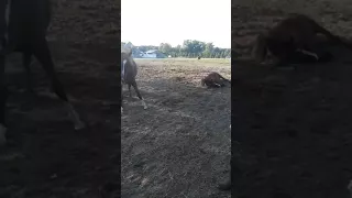 HILARIOUS horse farts and scares itself!!