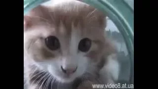 Funny Cat & Cмешные котики   Приколы с котами Мегаподборка