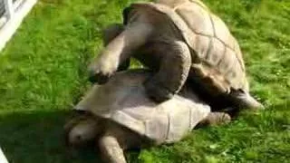 Giant tortoise get jiggy!