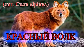 Красный волк (лат. Cuon alpinus) - красивое и опасное животное, занесённое в Красную книгу!