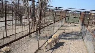 Львица Миледи вынесла львенка  в вольер со львом отцом ,Олег Зубков бежит спасать малыша .