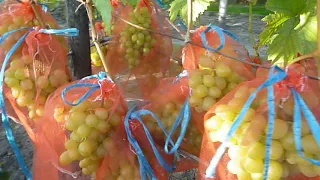 Дозрівання винограду-як прискорити?