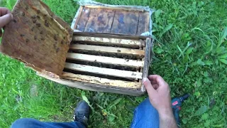 Роеловство !!! ловушки радуют пчеловода, проверять ловушки для пчёл нужно ежедневно.