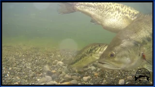 Bass On Bed. Spawning Bass. Awesome Underwater Footage