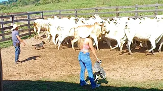 Fazendo remédio no gado