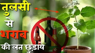 तुलसी से शराब छुड़ाने के उपाय | Tulsi Se Sharab Chhudane Ke Upay | SRQ MINDS