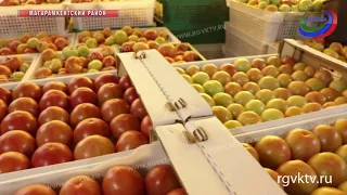 Произведено в Дагестане. Продукция Магарамкентского района отправится на рынки Кувейта