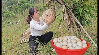 Challenge picking bumblebee nests, harvesting chicken eggs and cabbage to sell at the market