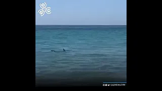 Tiburón causa pánico en playa en España