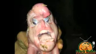 Mutant Pig Born With Human Face And Penis On His Head HD