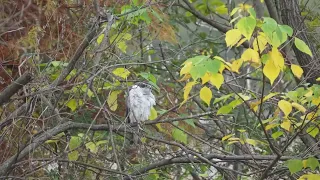 捕食後のオオタカ、逃げようとするキジバト