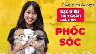 Chó Phốc sóc - Nguồn gốc, đặc điểm, cách nuôi & giá bán. Mua bán chó Pom giá rẻ ở đâu Tphcm, Hà nội?