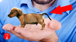 Die 10 kleinsten Hunderassen der Welt!