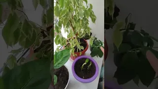 Возле мусорки забрала цветки🌿🌿👍