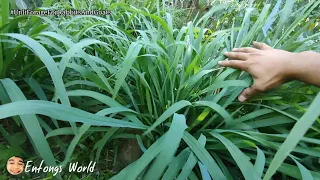 MARAMAIS, NAPIER GRASS AT SITARYA "Ang Bilis Tumubo"- FARM UPDATE | Entongs World