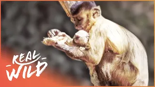 The Monkey That Raised A Marmoset| Real Wild