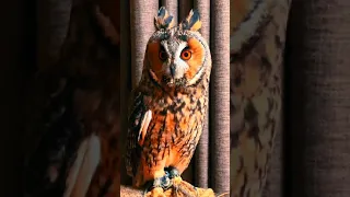 #owl #funnyowl #awwvideo beautiful cute owl 🦉 funny video #shorts #Relaxmind #owlfunnyvideo