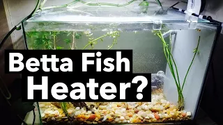 Heater for Betta Fish? Water Temperature