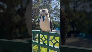 Laughing Kookaburra 😂 #kookaburra #laugh #love #funny #shorts #youtubeshorts #wildlife #birds #lol