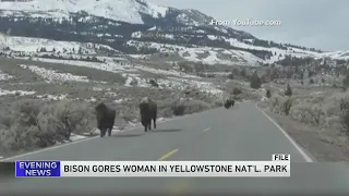 Woman gored by bison at Yellowstone National Park suffers 'significant injuries'