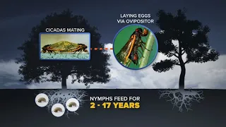 ABC7 Cicada-Cast 2024 breaks down latest on IL emergence