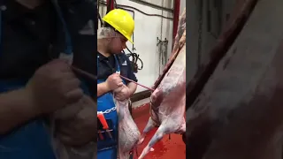 Gutting a lamb (full)