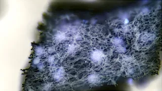 The Hidden Structure of Lichens