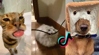 Funny Dogs And Cats Videos 2024 😅 - Best Funniest Animal Videos Of The week #10