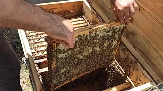 ПЧЁЛЫ 🐝🐝. ОТКАЧКА МЁДА И НЕ ТОЛЬКО ИЮЛЬ 2023.