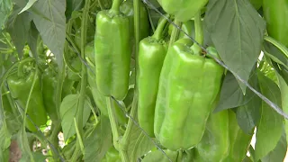 Hechos del Agro - La cosecha de chile verde