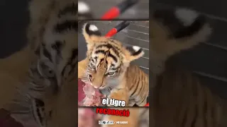 Tigre Bebe Fue Abandonado, Hasta que un Hombre lo Rescató 🐯