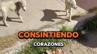 Rescatando Cachorritos Abandonados que Nadie quería