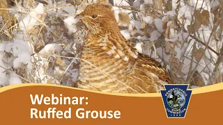 Where to implement Pennsylvania grouse habitat management? GPAST