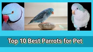 Top 10 Best Parrots for Pets