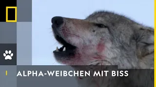 Die Chefin im Wolfsrudel | Amerikas Nationalparks