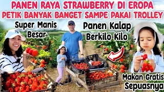 PANEN PERDANA 2023 KALAP PANEN STRAWBERRY HUNGARIA BESAR MANIS PETIK BANYAK SAMPE BAWA PAKAI TROLLEY