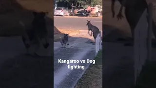 kangaroo vs Dog fighting #trending #kangaroo #youtubeshorts #shorts #australia #shortvideo