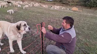 Con la malla  eléctrica es fácil cambiar el corral de las ovejas 👍